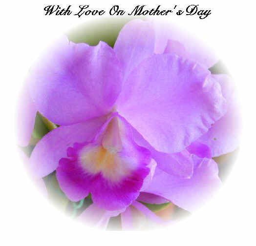 Mothers Day Orchid3.jpg (42299 bytes)